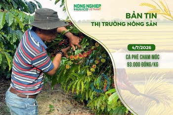 Thị trường nông sản 4/7/2026: Cà phê chạm mốc 93.000 đồng/kg