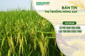 Thị trường nông sản 5/7/2026: Cà phê quay đầu giảm, lúa tươi đảo chiều tăng