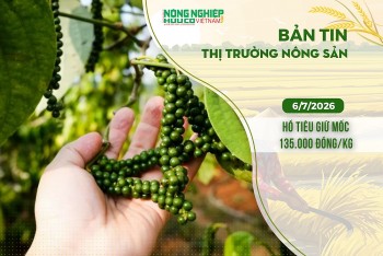 Thị trường nông sản 6/7/2026: Hồ tiêu giữ mốc 135.000 đồng/kg