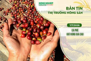 Thị trường nông sản 7/7/2026: Cà phê giữ vùng giá cao