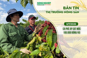 Thị trường nông sản 8/7/2026: Cà phê áp sát mốc 100.000 đồng/kg