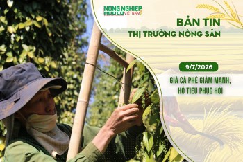 Thị trường nông sản 9/7/2026: Giá cà phê giảm mạnh, hồ tiêu phục hồi