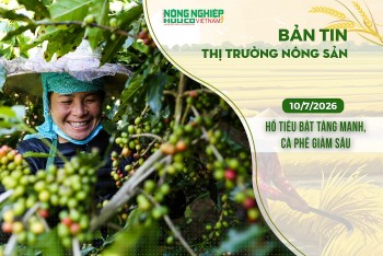 Thị trường nông sản 10/7/2026: Hồ tiêu bật tăng mạnh, cà phê giảm sâu