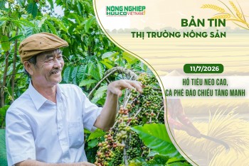 Thị trường nông sản 11/7/2026: Hồ tiêu neo cao, cà phê đảo chiều tăng mạnh