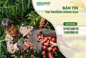 Thị trường nông sản 12/7/2026: Cà phê giảm tới 3.000 đồng/kg