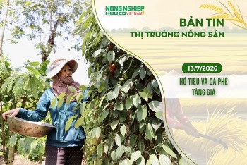 Thị trường nông sản 13/7/2026: Hồ tiêu và cà phê tăng giá