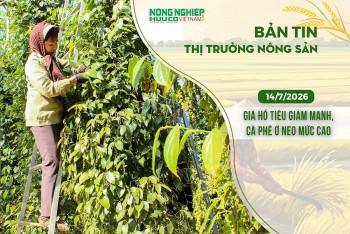 Thị trường nông sản 14/7/2026: Giá hồ tiêu giảm mạnh, cà phê ở neo mức cao