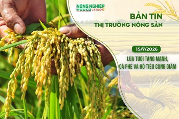 Thị trường nông sản 15/7/2026: Lúa tươi tăng mạnh, cà phê và hồ tiêu cùng giảm