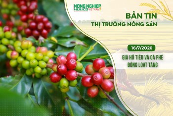 Thị trường nông sản 16/7/2026: Giá hồ tiêu và cà phê đồng loạt tăng