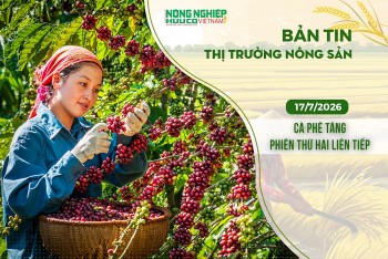 Thị trường nông sản 17/7/2026: Cà phê tăng phiên thứ hai liên tiếp