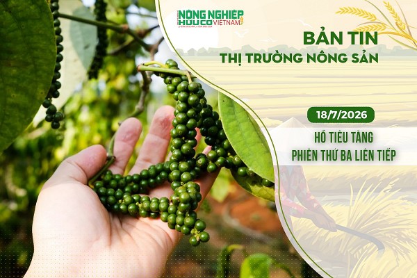 Thị trường nông sản 18/7/2026: Hồ tiêu tăng phiên thứ ba liên tiếp