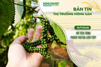 Thị trường nông sản 18/7/2026: Hồ tiêu tăng phiên thứ ba liên tiếp