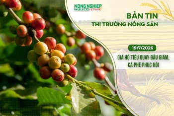 Thị trường nông sản 19/7/2026: Giá hồ tiêu quay đầu giảm, cà phê phục hồi