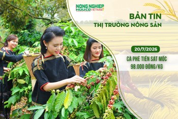 Thị trường nông sản 20/7/2026: Cà phê tiến sát mốc 98.000 đồng/kg