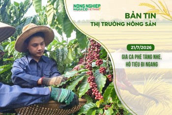 Thị trường nông sản 21/7/2026: Giá cà phê tăng nhẹ, hồ tiêu đi ngang