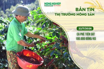 Thị trường nông sản 22/7/2026: Cà phê tiến sát 100.000 đồng/kg