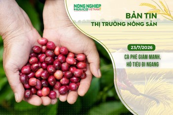 Thị trường nông sản 23/7/2026: Cà phê giảm mạnh, hồ tiêu đi ngang