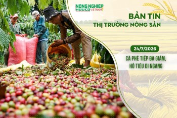 Thị trường nông sản 24/7/2026: Cà phê tiếp đà giảm, hồ tiêu đi ngang