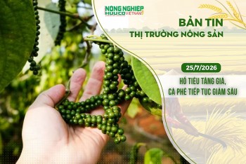 Thị trường nông sản 25/7/2026: Hồ tiêu tăng giá, cà phê tiếp tục giảm sâu