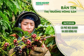 Thị trường nông sản 26/7/2026: Cà phê neo quanh 94.000 đồng/kg