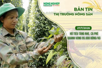 Thị trường nông sản 27/7/2026: Hồ tiêu tăng nhẹ, cà phê khoanh vùng ở mức 95.000 đồng/kg