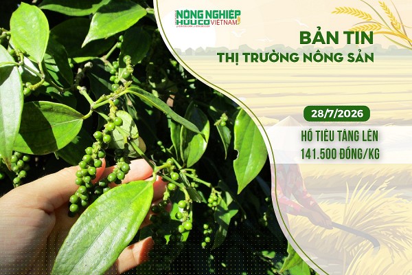 thi truong nong san 2872026 ho tieu tang len 141500 dongkg