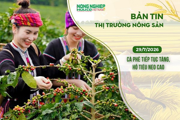 Thị trường nông sản 29/7/2026: Cà phê tiếp tục tăng, hồ tiêu neo cao