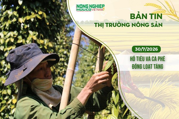 Thị trường nông sản 30/7/2026: Hồ tiêu và cà phê đồng loạt tăng
