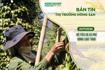 Thị trường nông sản 30/7/2026: Hồ tiêu và cà phê đồng loạt tăng
