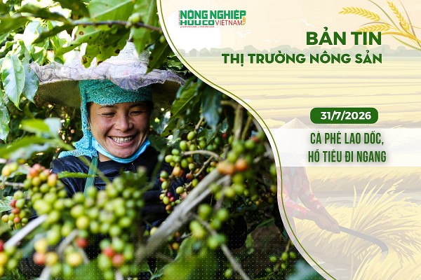 Thị trường nông sản 31/7/2026: Cà phê lao dốc, hồ tiêu đi ngang