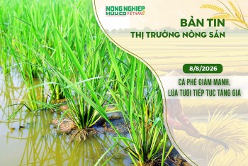 Thị trường nông sản 8/8/2026: Cà phê giảm mạnh, lúa tươi tiếp tục tăng giá