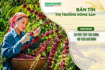 Thị trường nông sản 9/8/2026: Cà phê tiếp tục giảm, hồ tiêu giữ đỉnh