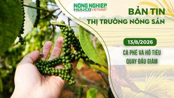 Thị trường nông sản 13/8/2026: Cà phê và hồ tiêu quay đầu giảm