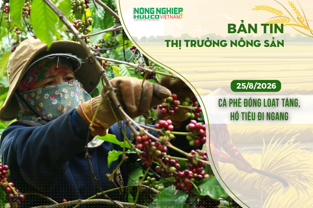thi truong nong san 2582026 ca phe dong loat tang ho tieu di ngang