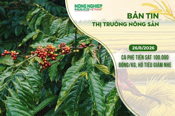 Thị trường nông sản 26/8/2026: Cà phê tiến sát 100.000 đồng/kg, hồ tiêu giảm nhẹ