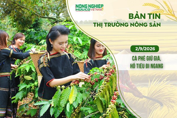 Thị trường nông sản 2/9/2026: Cà phê giữ giá, hồ tiêu đi ngang