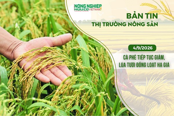 Thị trường nông sản 4/9/2026: Cà phê tiếp tục giảm, lúa tươi đồng loạt hạ giá