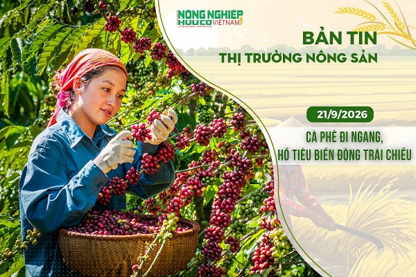 Thị trường nông sản 21/9/2026: Cà phê đi ngang, hồ tiêu biến động trái chiều