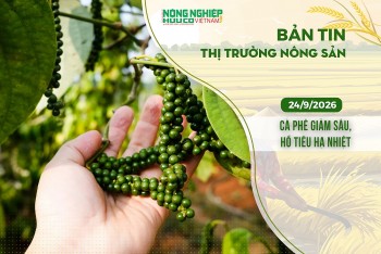 Thị trường nông sản 24/9/2026: Cà phê giảm sâu, hồ tiêu hạ nhiệt