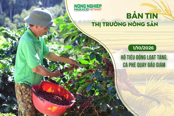 Thị trường nông sản 1/10/2026: Hồ tiêu đồng loạt tăng, cà phê quay đầu giảm