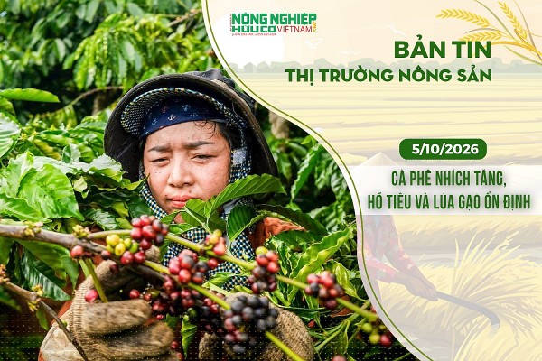 Thị trường nông sản 5/10/2026: Cà phê nhích tăng, hồ tiêu và lúa gạo ổn định