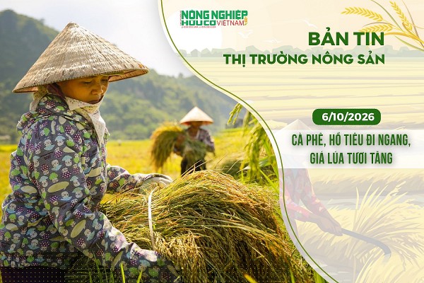 Thị trường nông sản 7/10/2026: Cà phê, hồ tiêu đi ngang, giá lúa tươi tăng