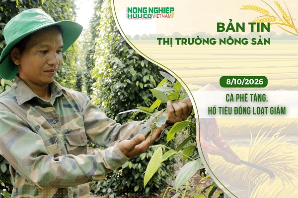 Thị trường nông sản 8/10/2026: Cà phê tăng, hồ tiêu đồng loạt giảm