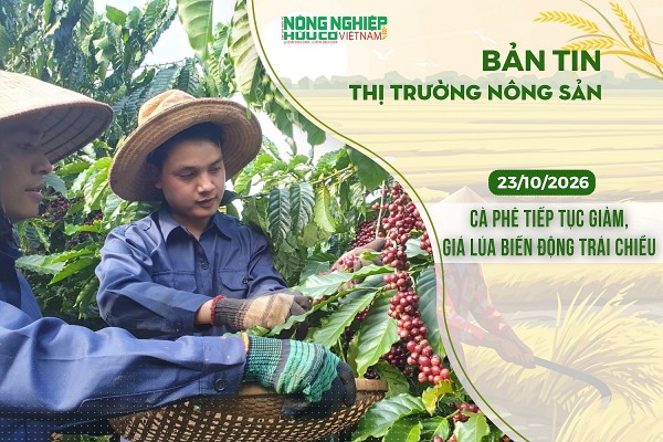 Thị trường nông sản 23/10/2026: Cà phê tiếp tục giảm, giá lúa biến động trái chiều