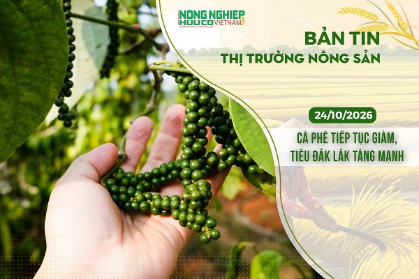 Thị trường nông sản 24/10/2026: Cà phê tiếp tục giảm, tiêu Đắk Lắk tăng mạnh