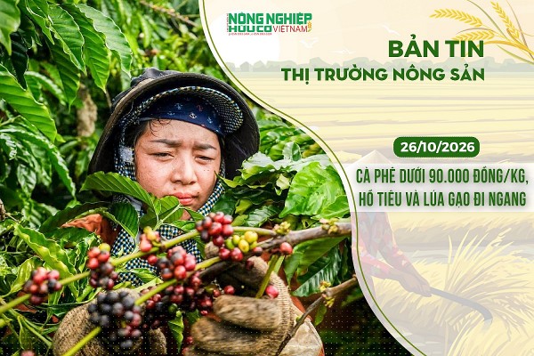 Thị trường nông sản 26/10/2026: Cà phê dưới 90.000 đồng/kg, hồ tiêu và lúa gạo đi ngang