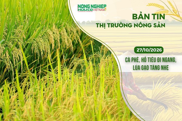 Thị trường nông sản 27/10/2026: Cà phê, hồ tiêu đi ngang, lúa gạo tăng nhẹ
